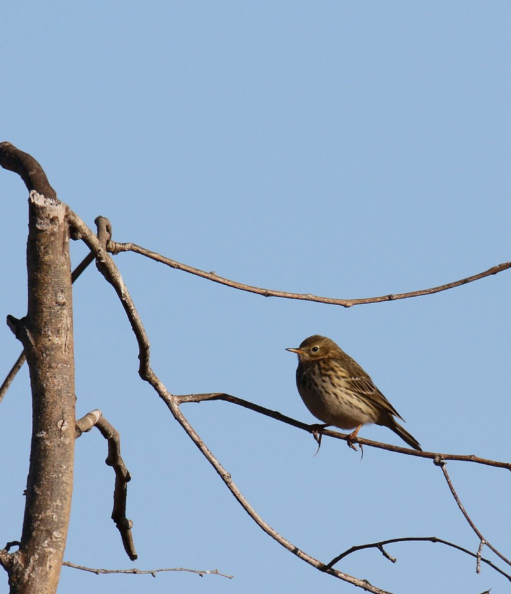 Pispola o Spioncello?  Pispola (Anthus pratensis)